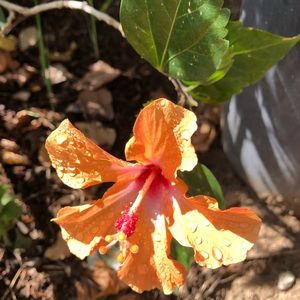 Meet your Posher, Insoon